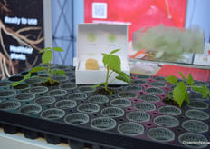 Raspberry cutting in a Growcoon.